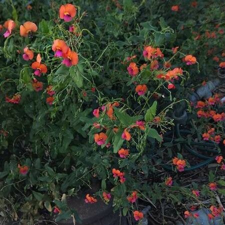 Corizema cordata (Heart-leaf Flame Pea)