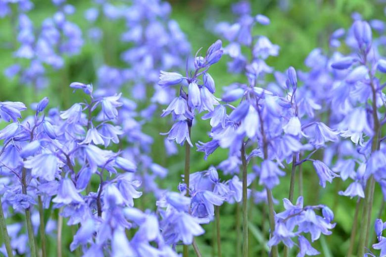 Scilla – Woodland Blue Bells | Hyacinthoides hispanica