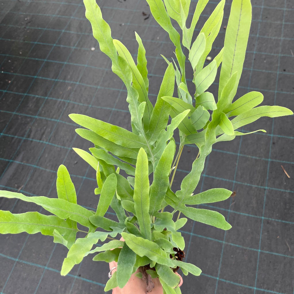 Phlebodium aureum (Blue Star Fern)