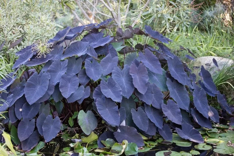 Colocasia esculenta ‘Black Magic’ (Black Magic Elephant Ear)