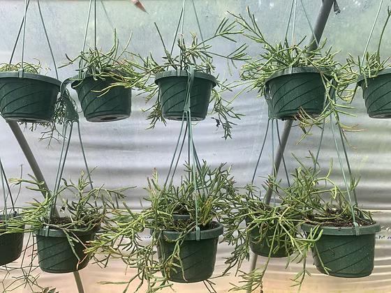 Rhipsalis ewaldiana (Epiphytic Jungle Cactus)