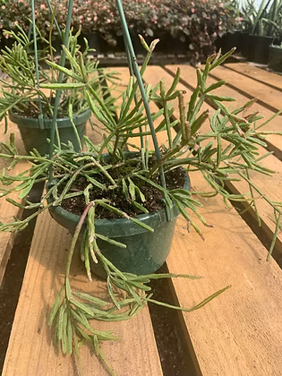 Rhipsalis ewaldiana (Epiphytic Jungle Cactus)