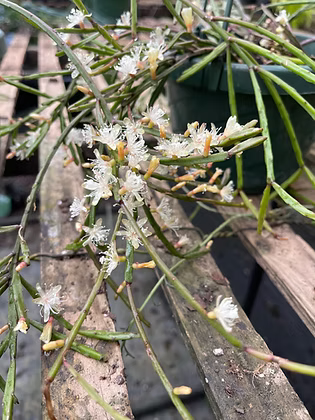 Rhipsalis ewaldiana (Epiphytic Jungle Cactus)