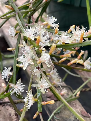 Rhipsalis ewaldiana (Epiphytic Jungle Cactus)
