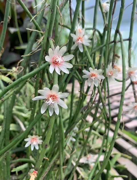 Rhipsalis Puniceo-Discus (Mistletoe Cactus)