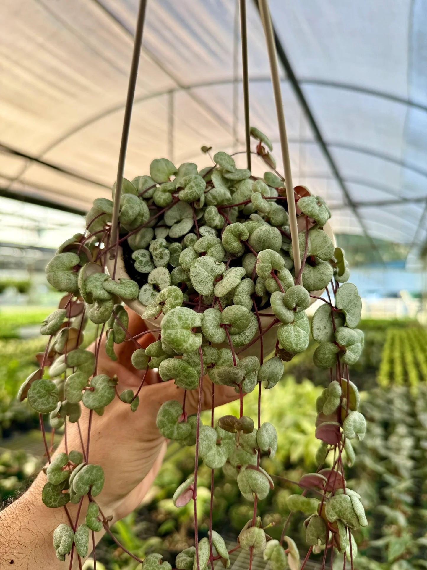Ceropegia Woodii (String/Chain Of Hearts) Hanging Basket