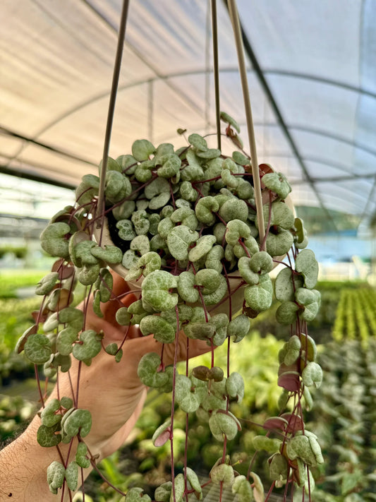 Ceropegia Woodii (String/Chain Of Hearts) Hanging Basket