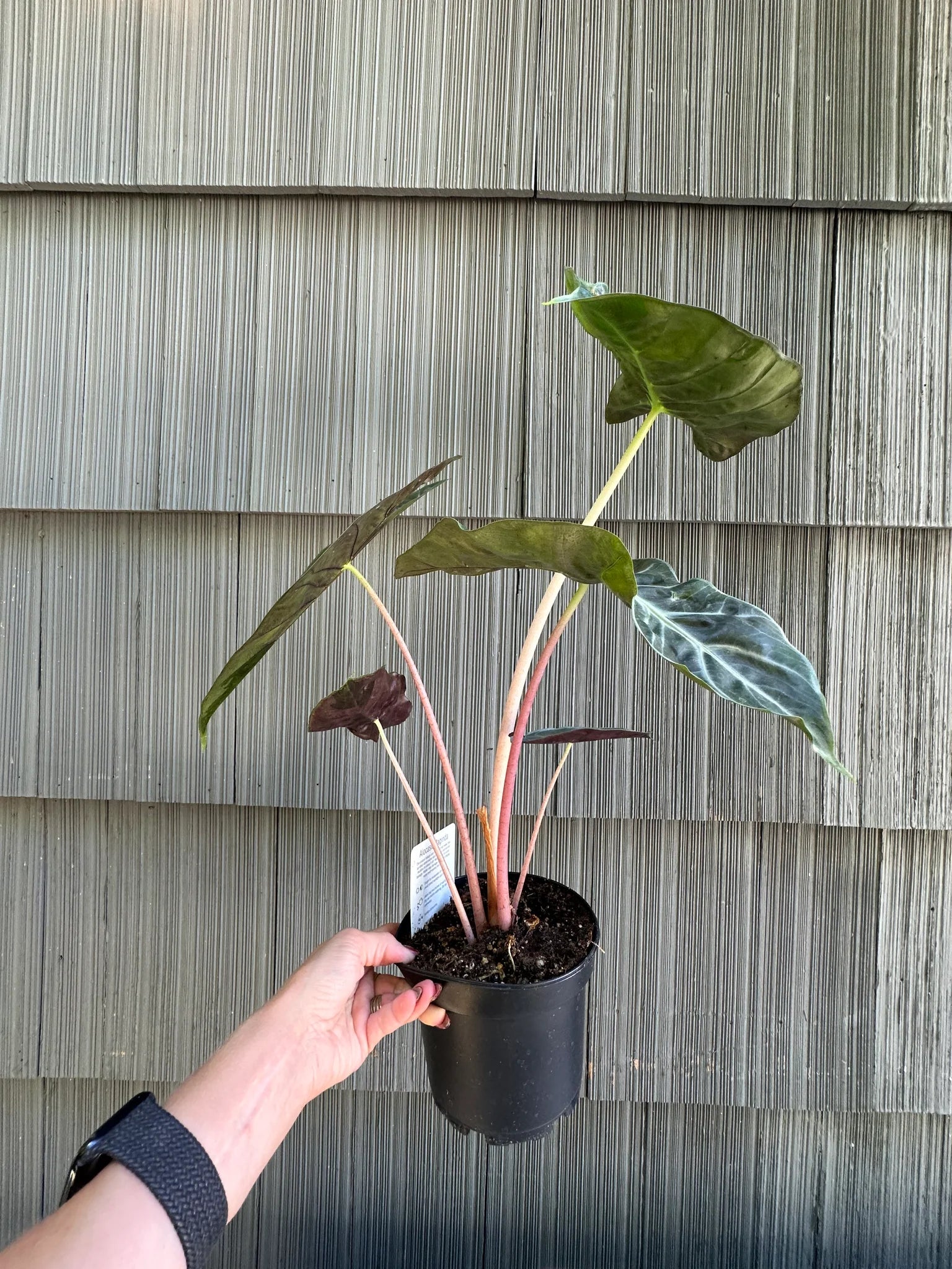 Alocasia ‘Pink Princess’ (Elephant Ear)