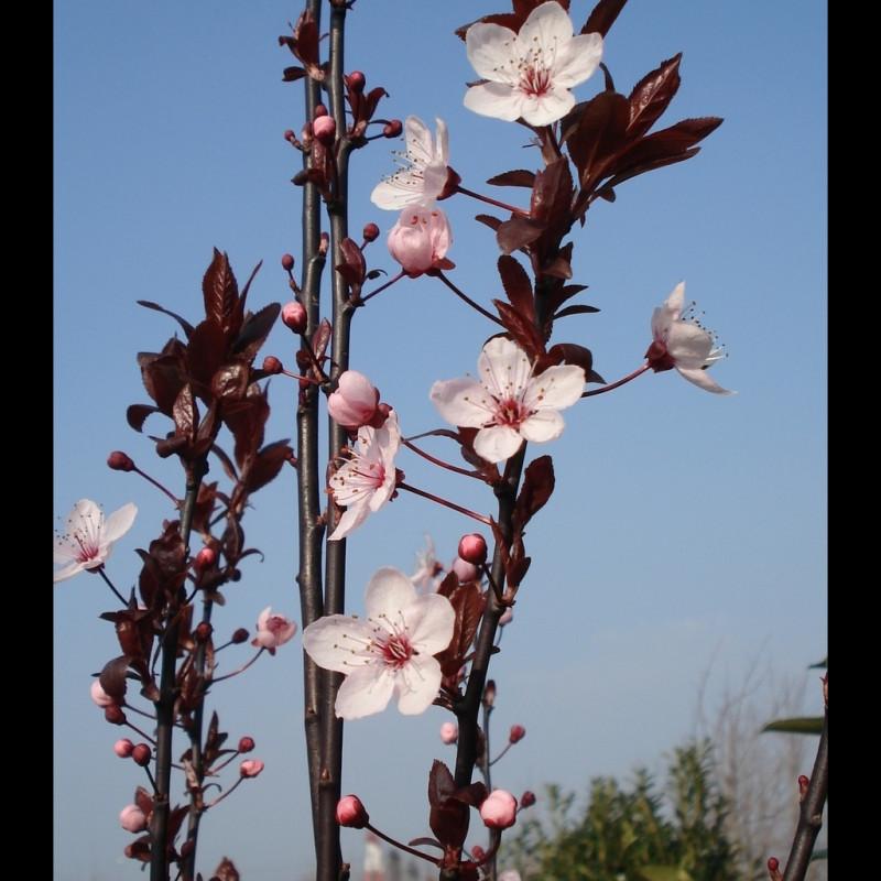 Prunus cerasifera ‘Nigra Fastigiata’ (Upright Purple Leaf Cherry Plum)