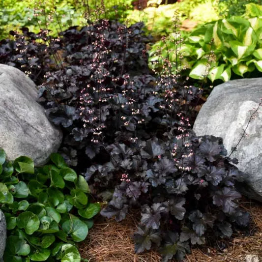 Heuchera ‘Black Pearl’ (Coral Bells)