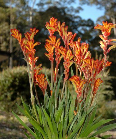 Anigozanthos ‘Bush Fire’ (Kangaroo Paw)