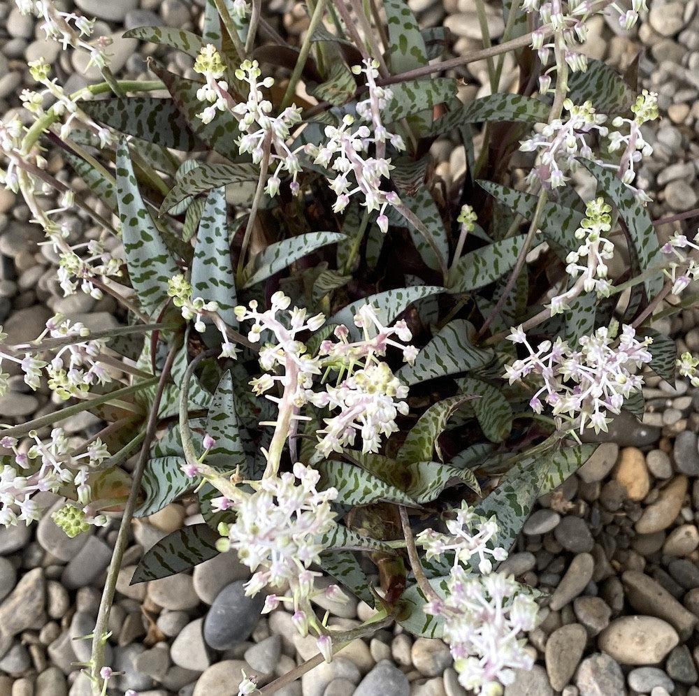 Ledebouria Socialis (Silver Squill)