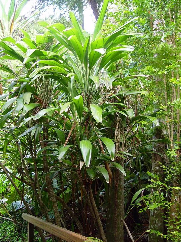 Cordyline Petiolaris (Broad-Leaved Palm Lily)