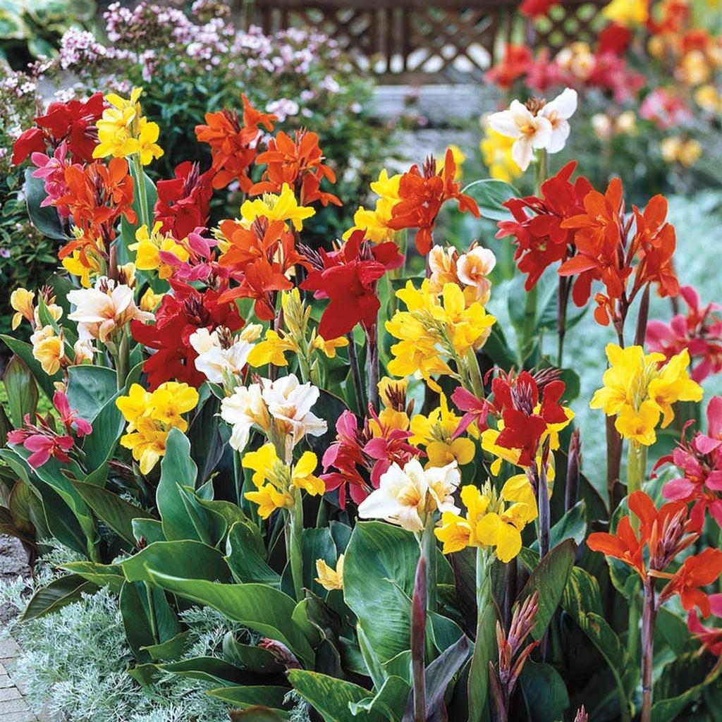Canna (Assorted Canna Lily)