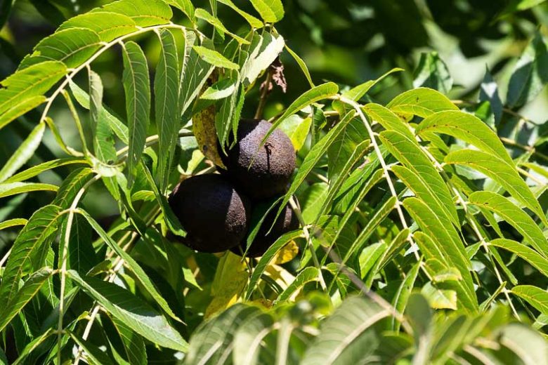 Juglans nigra (Black Walnut)