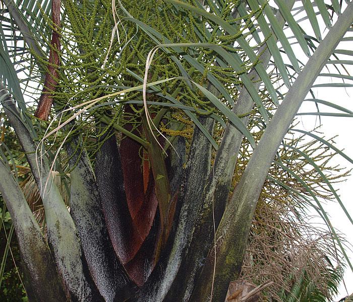 Chrysalidocarpus Decaryi (Triangle Palm)