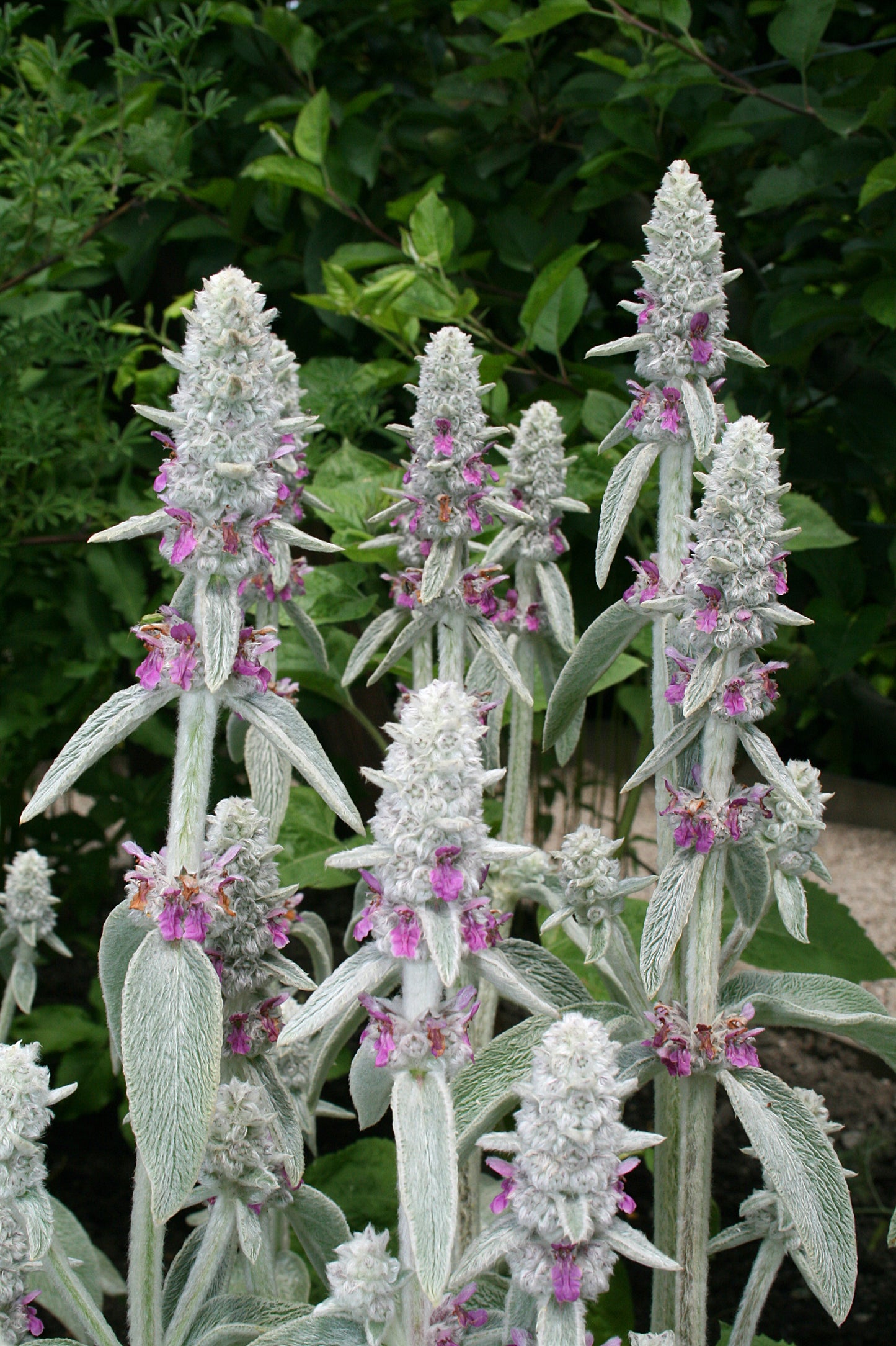 Stachys Byzantina (Lamb's Ear)