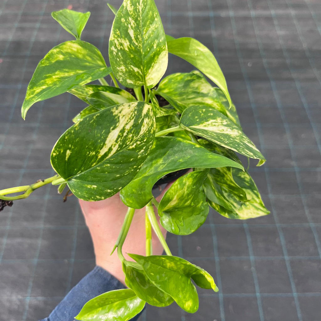 Epipremnum aureum Mixed (Pothos / Devil’s Ivy)