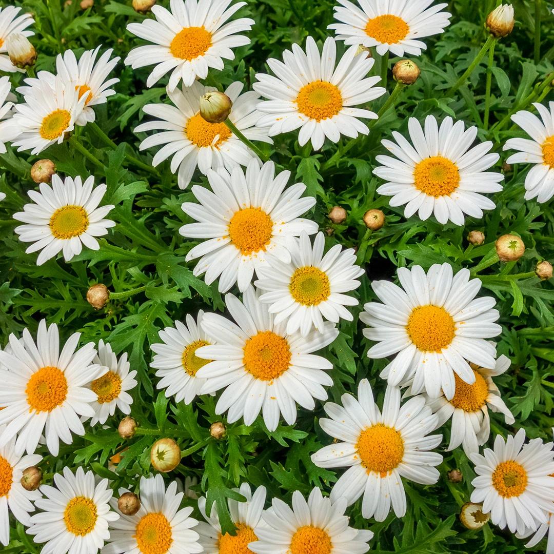 Argyranthemum Frutescens (Marguerite Daisy)