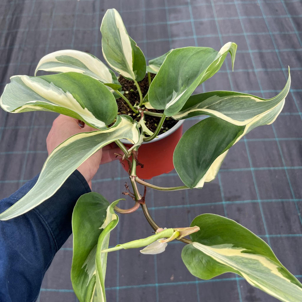 Philodendron hederaceum ‘Rio’ (Heartleaf Philodendron Rio)