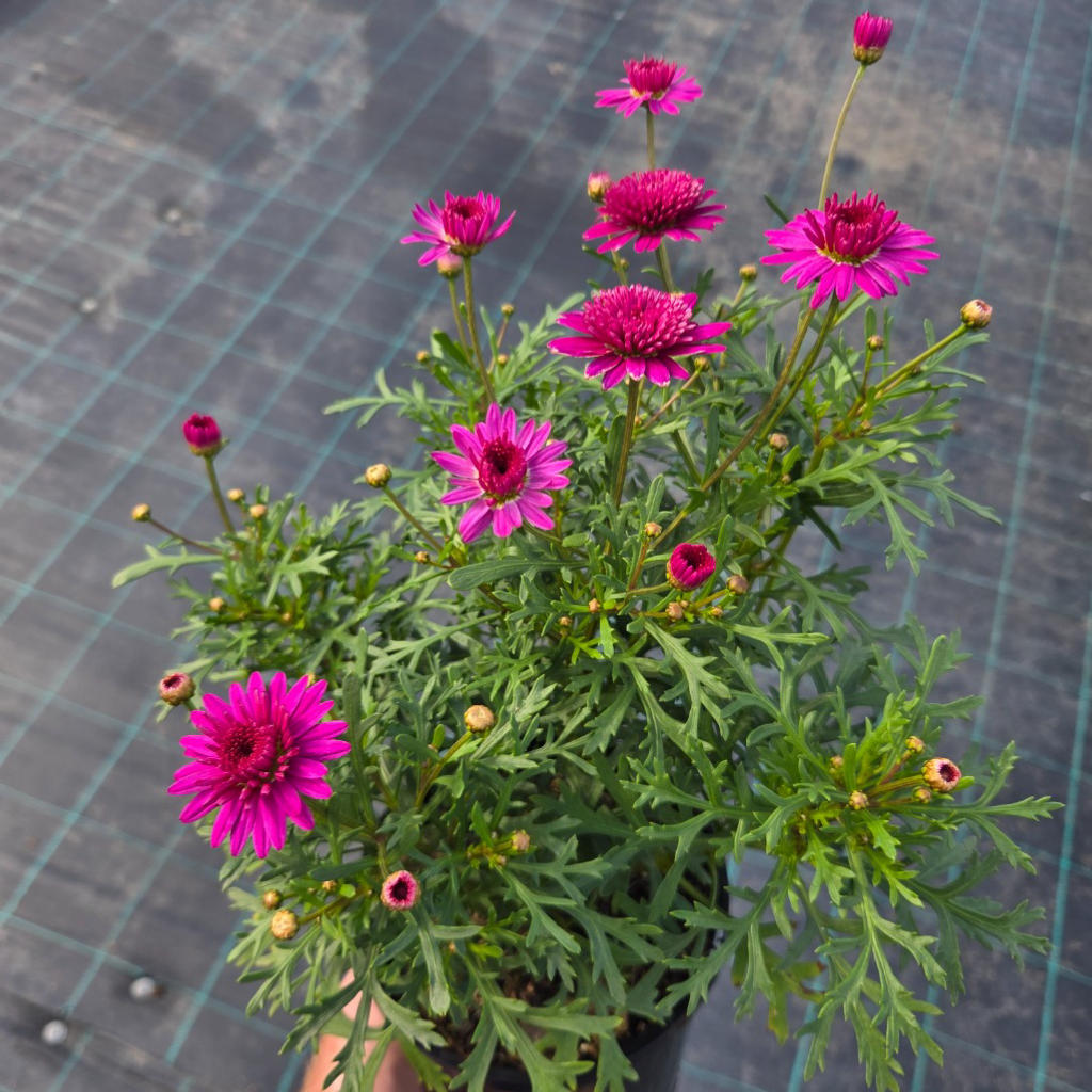 Argyranthemum frutescens ‘Angelic Madeira’ (Marguerite Daisy)