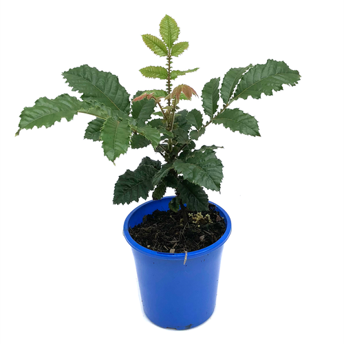 Davidson's Plum in a pot for sale, showcasing its palm-like structure and vibrant foliage.