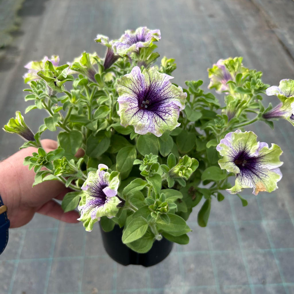 Petunia ‘Amazonas Plum Cockatoo’ (Plum Cockatoo Petunia)