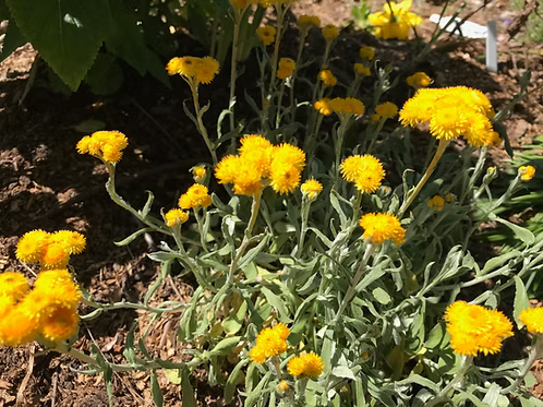 Chrysocephalum apiculatum ‘Silver and Gold’ – Silver and Gold Groundcover