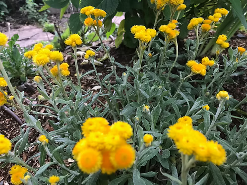 Chrysocephalum apiculatum ‘Silver and Gold’ – Silver and Gold Groundcover