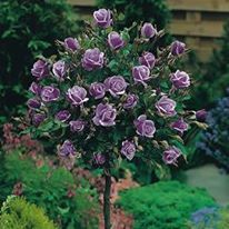 Rosa 'Blue Moon' (Blue Moon Standard Rose)
