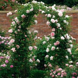 Rosa 'James Galway' (James Galway Climbing Rose)