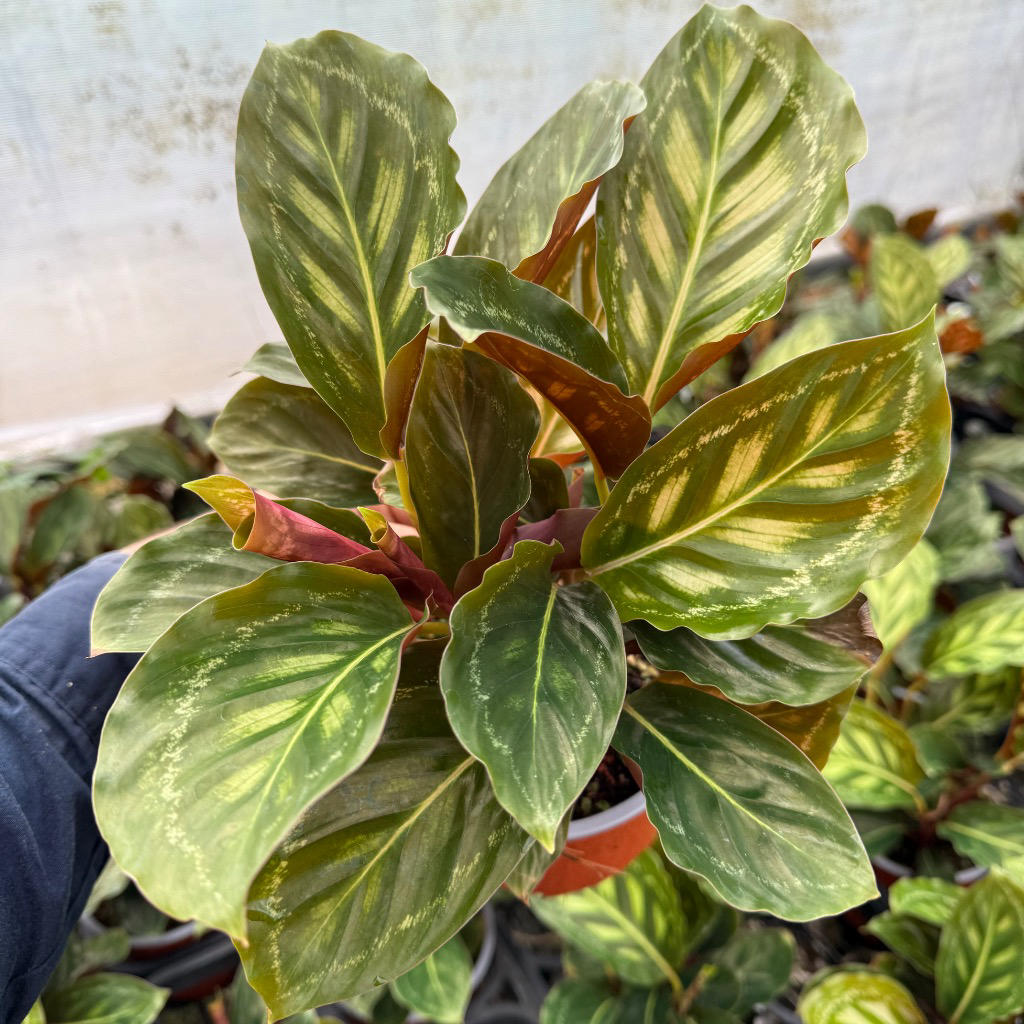 Calathea 'Flamestar' (Flamestar)