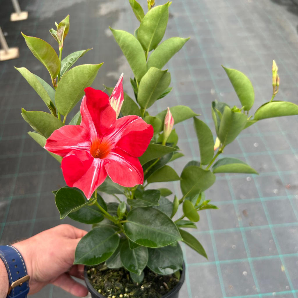 Mandevilla Stars and Stripes