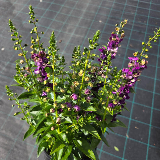 Angelonia angustifolia ‘Angelos Violet Bicolour’ (Summer Snapdragon)