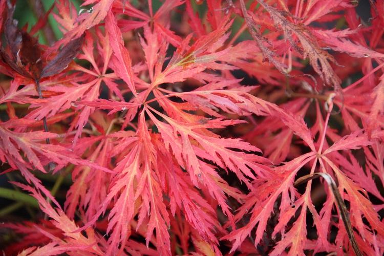 Acer Palmatum Dissectum ‘Brocade’ (Brocade Japanese Maple)