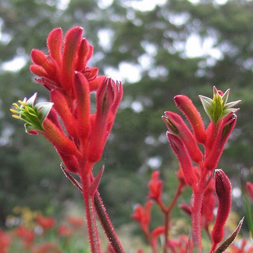 Anigozanthos ‘Bush Inferno’ (Kangaroo Paw)