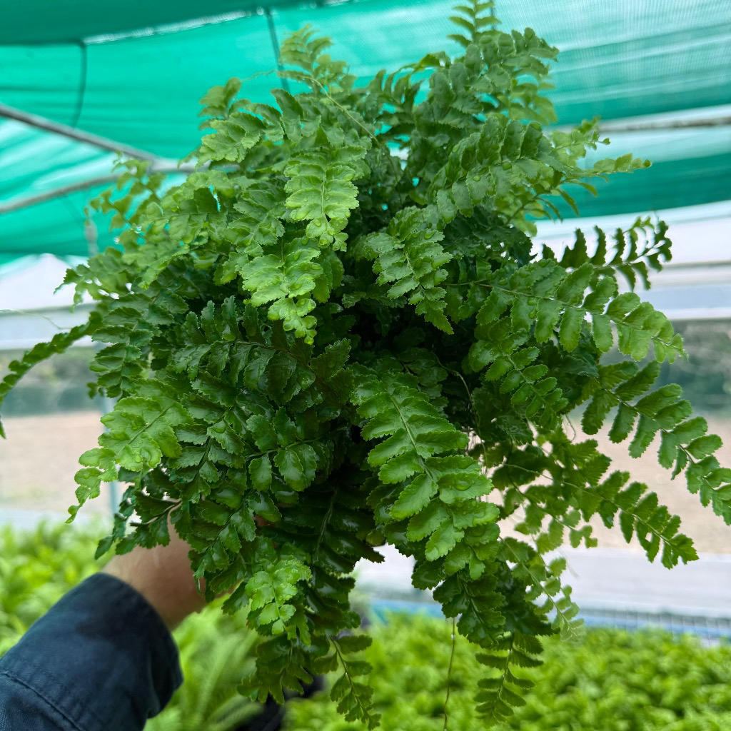 Nephrolepis Exaltata ‘Pom Pom’ (Pom Pom Boston Fern)