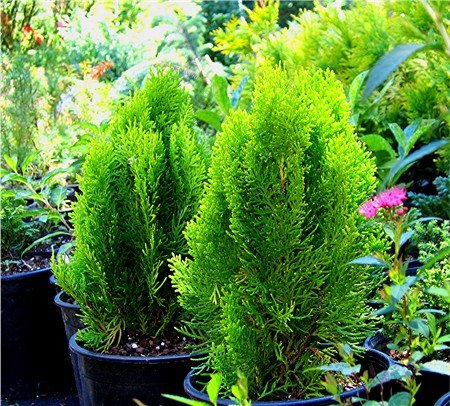 Platycladus Orientalis ‘Morgan’ (Morgan’s Oriental Arborvitae)