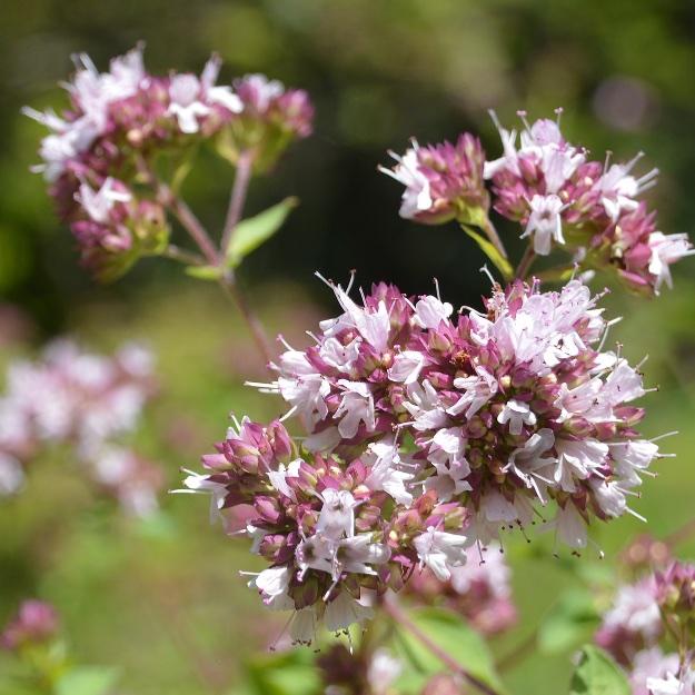Origanum Majorana (Sweet Marjoram)