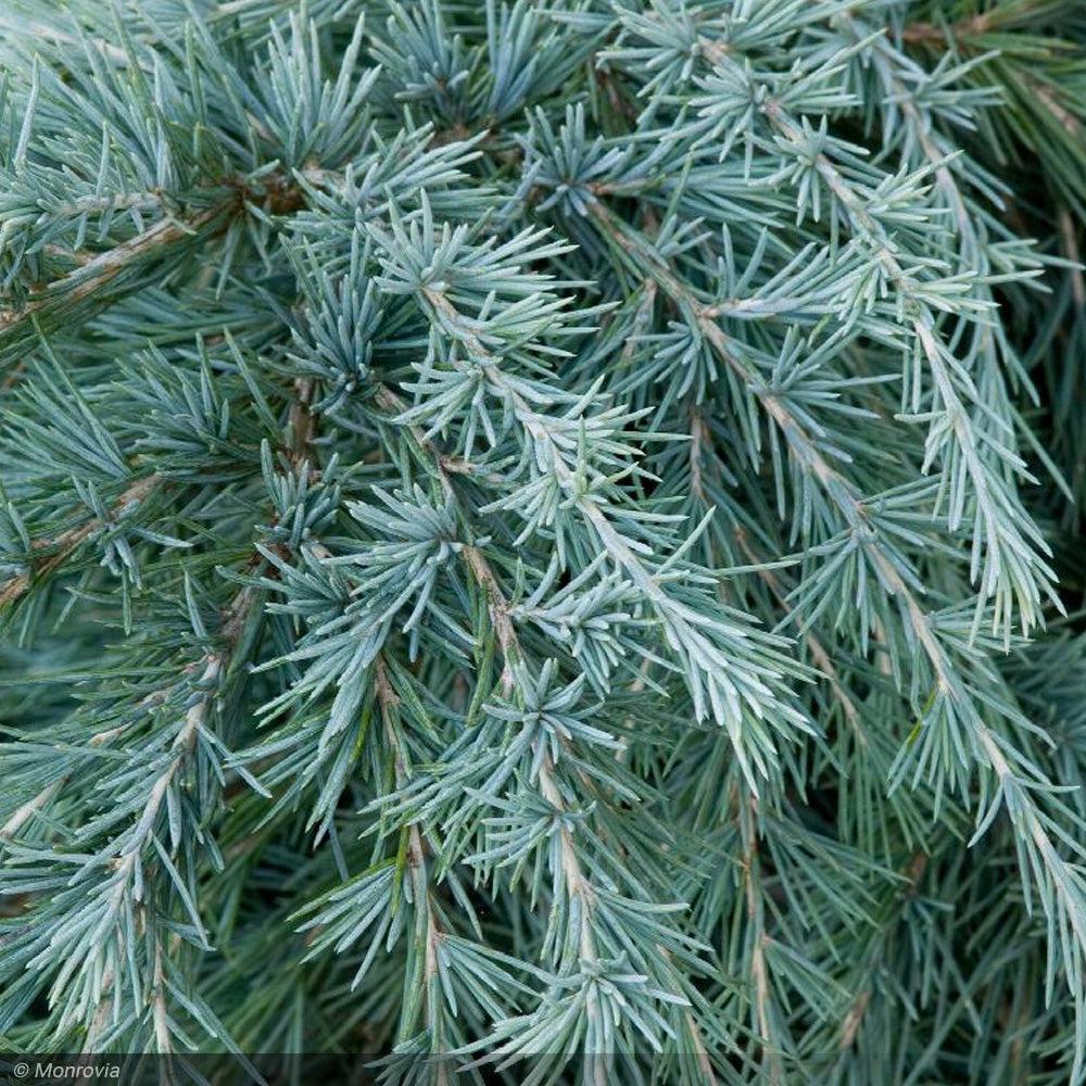 Cedrus Deodara ‘Feelin’ Blue’ (Feelin’ Blue Deodar Cedar)