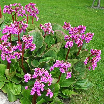 Bergenia Cordifolia (Heartleaf Bergenia)