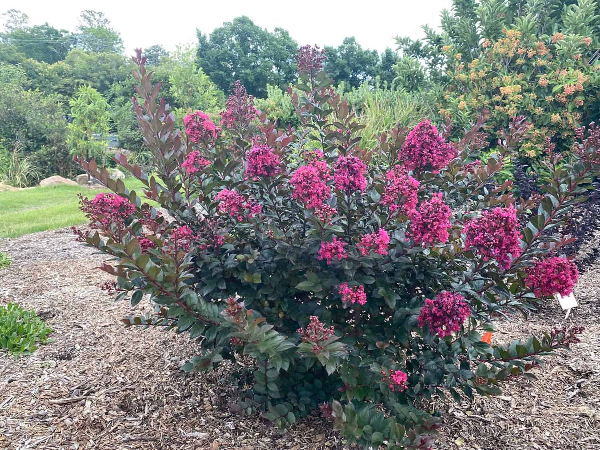 Lagerstroemia Indica ‘CM02’ (Canopy™ Crepe Myrtle)