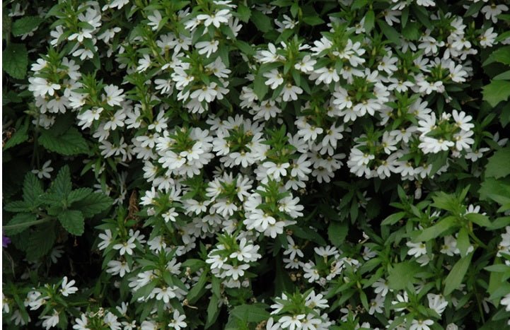 Scaevola Bondi™ White (Fan Flower)