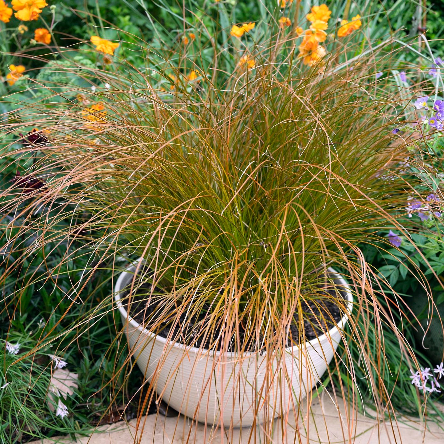 Carex Testacea ‘Rusty Fountain’ (Rusty Fountain Sedge)