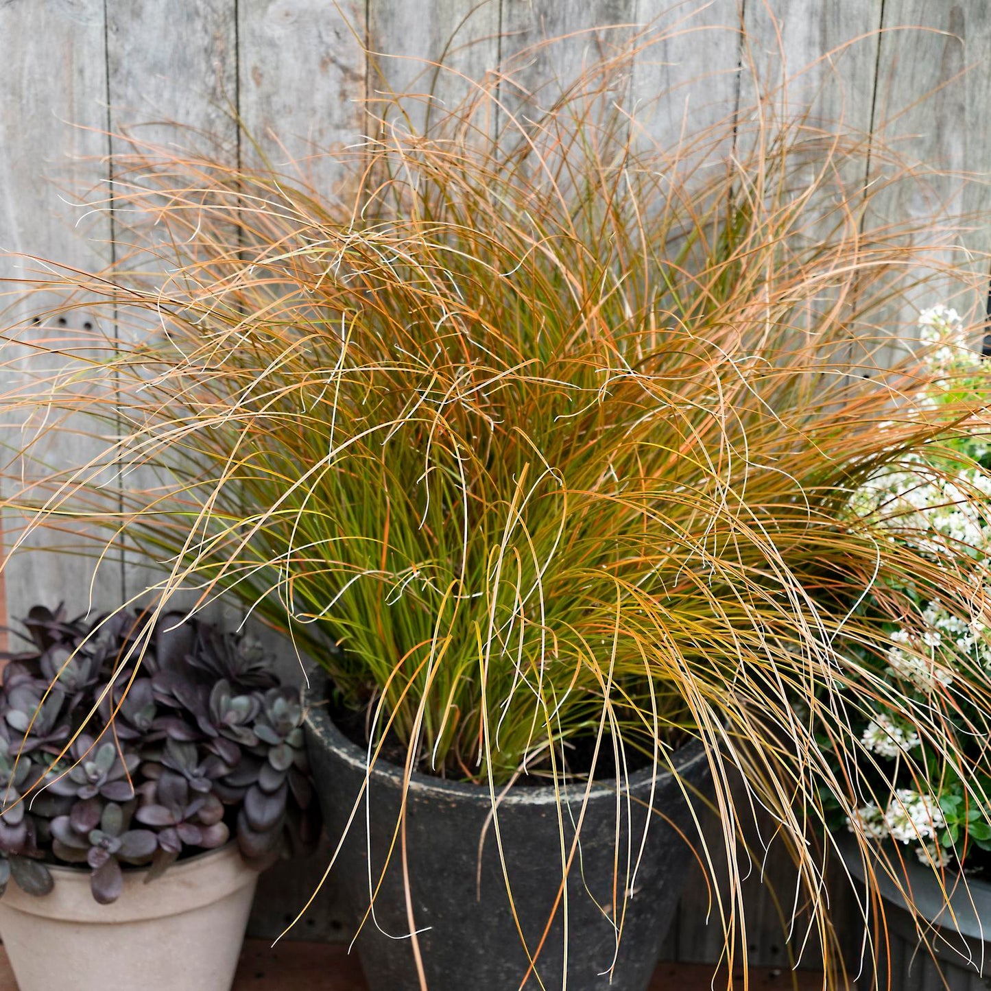 Carex Testacea ‘Rusty Fountain’ (Rusty Fountain Sedge)