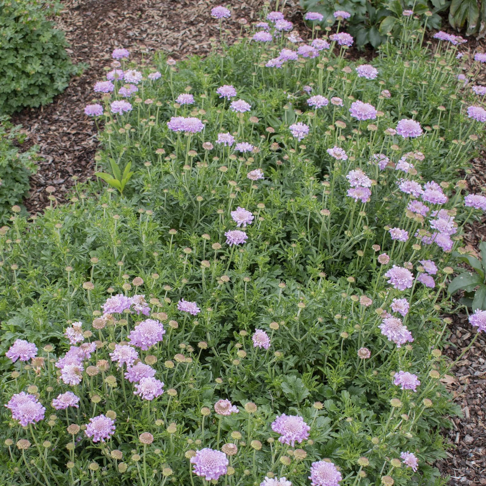 Scabiosa Columbaria ‘Samantha’s Pink’ (Samantha’s Pink Pincushion Flower)