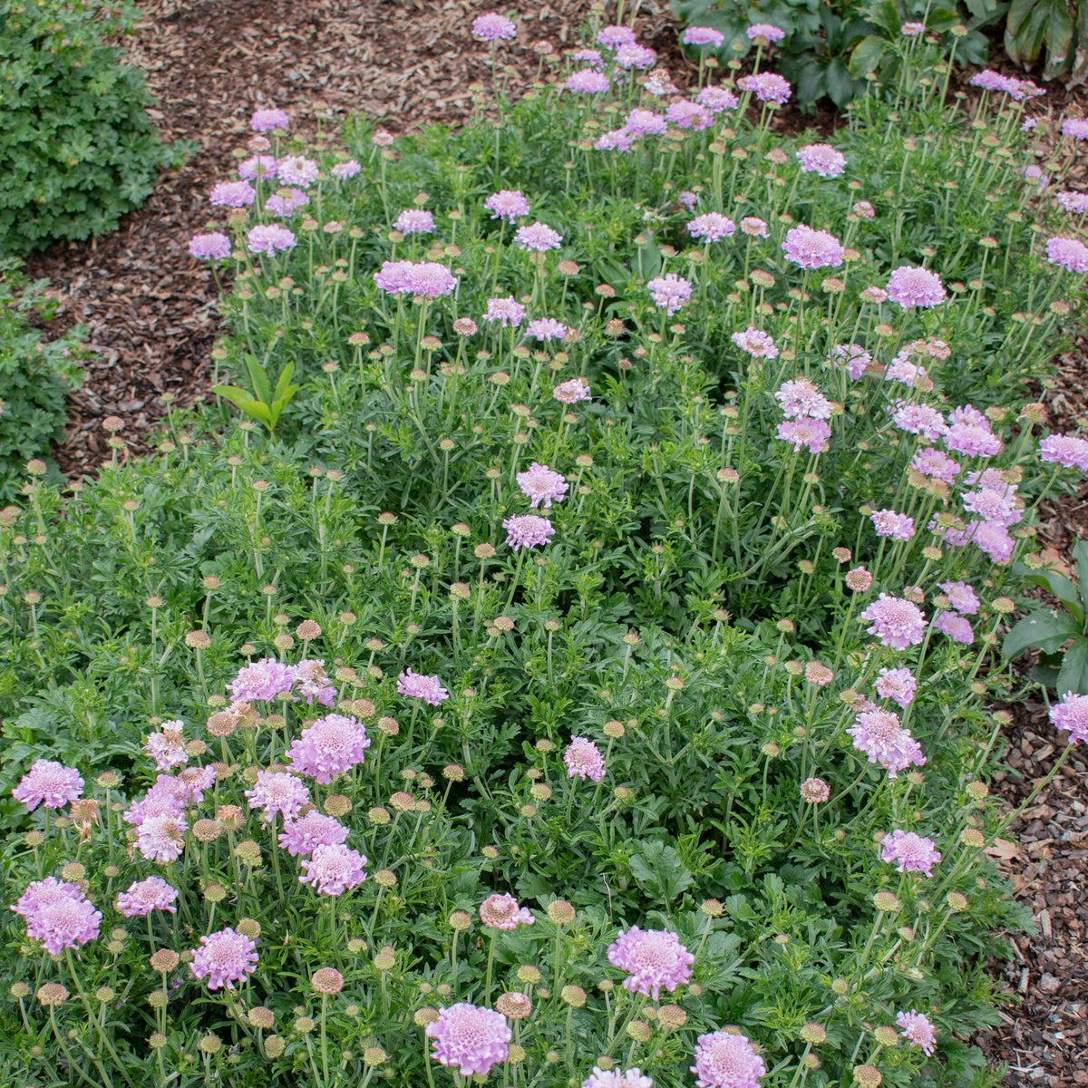 Scabiosa Columbaria ‘Samantha’s Pink’ (Samantha’s Pink Pincushion Flower)