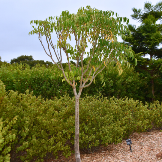 Polyscias elegans (Celery Wood)