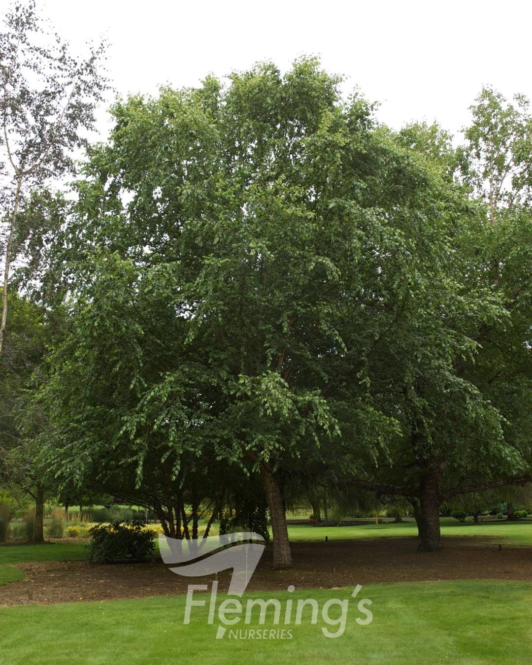 Betula nigra ‘Dura Heat’