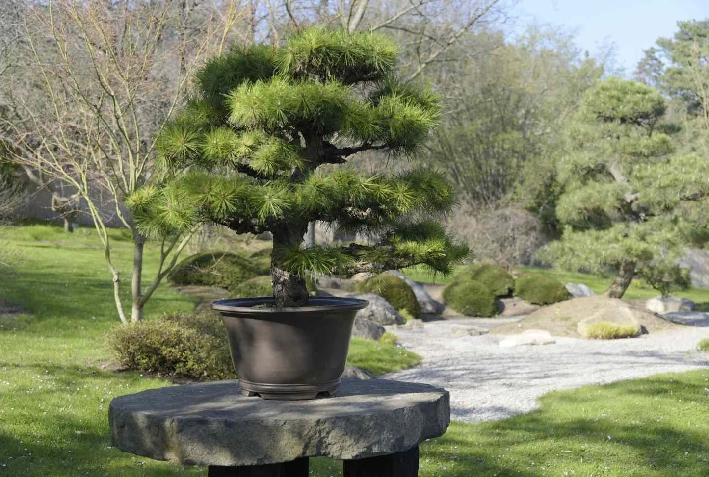 Pinus thunbergii ‘Little Osaka’ – Japanese Black Pine